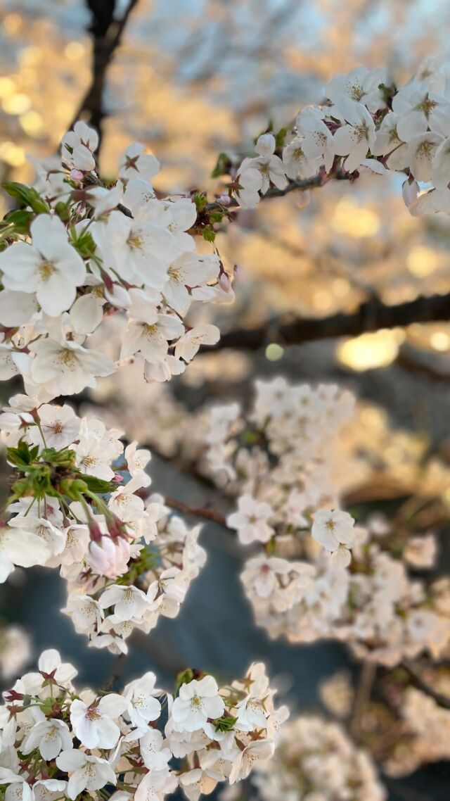 🌸Sakura in Tokyo 2024🌸

東京の桜にもいろんな表情があるなぁ
今年もたくさん桜がみれてうれしい

#sakura2024
#tokyo_japan 
#cherryblossoms